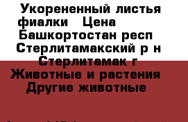 Укорененный листья фиалки › Цена ­ 20-30 - Башкортостан респ., Стерлитамакский р-н, Стерлитамак г. Животные и растения » Другие животные   
